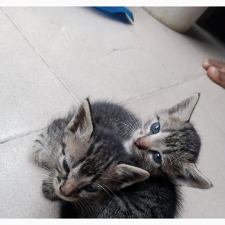 0-1 month Male Mixed Breed British Shorthair