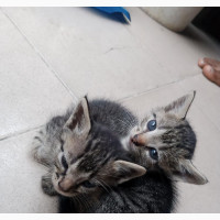 0-1 month Male Mixed Breed British Shorthair