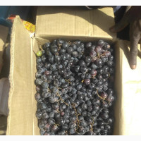 Fresh Grapes