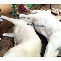 Full Hot Water Peeled Goat Meat