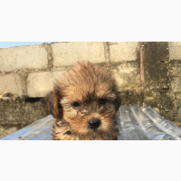 Purebred Female Lhasa Apso - Top Quality Parents