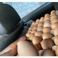 Fresh Eggs for Sale