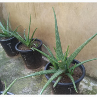 Aloe Vera Plant - Boost Your Health