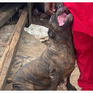 Female Purebred Boerboel - 1+ year old