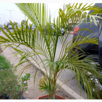 Oyibo Garden