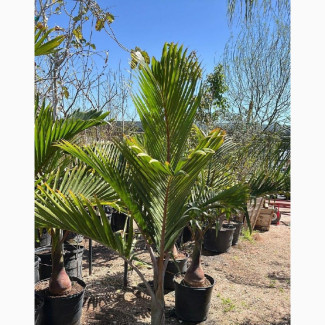 Exotic Bottle Palm for Sale