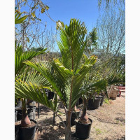 Exotic Bottle Palm for Sale