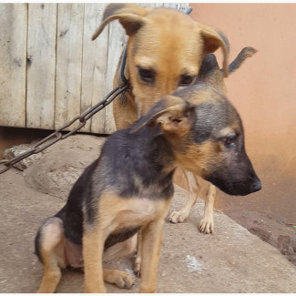Female German Shepherd Puppy for Sale