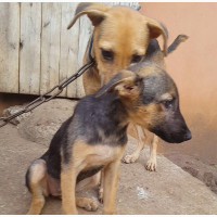 Female German Shepherd Puppy for Sale