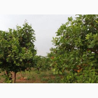 10 Plots Of Land By The Road Side