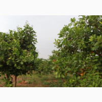 10 Plots Of Land By The Road Side