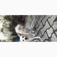 6-12 months Female Mixed Breed American Eskimo