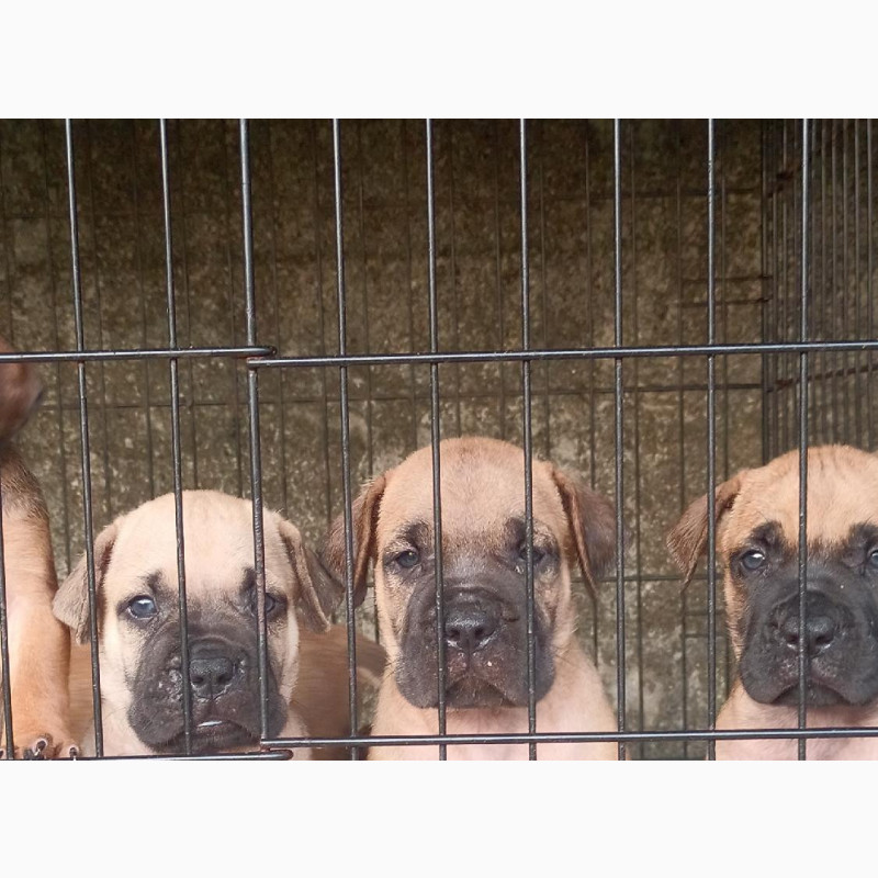 Фото 1/1. Male Purebred Boerboel Puppy