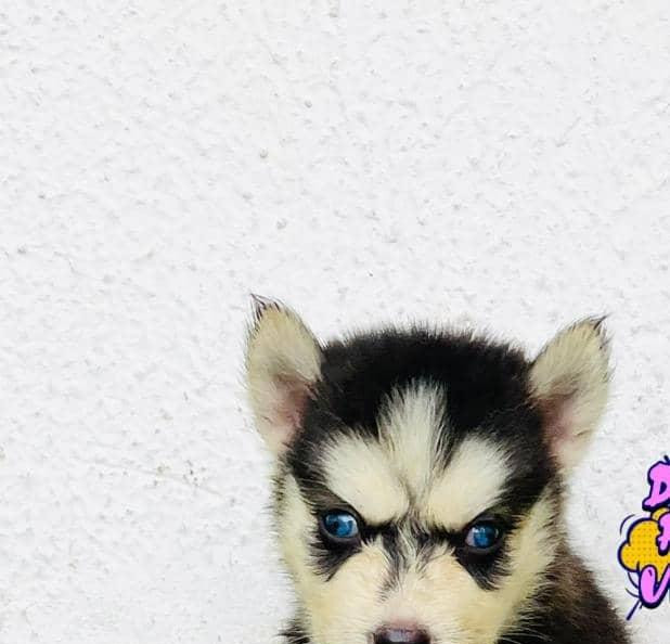 Фото 1/1. Purebred Siberian Husky with Blue Eyes Available for Sale