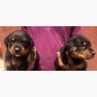 1-3 months Female Purebred Rottweiler