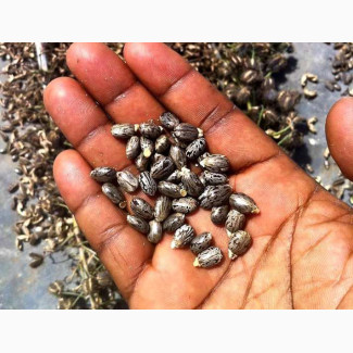 Herbal Family Planning Seeds