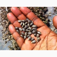 Herbal Family Planning Seeds