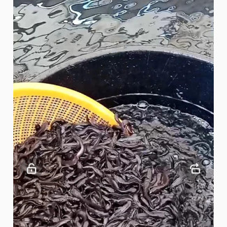 Fish for Sale