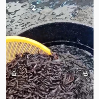 Fish for Sale