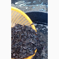 Fish for Sale