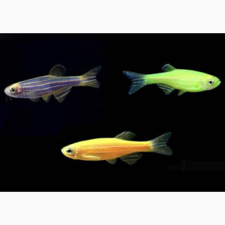 Flourescent Danio