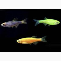 Flourescent Danio