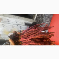 Well Treated Natural Dreadlock for Sale