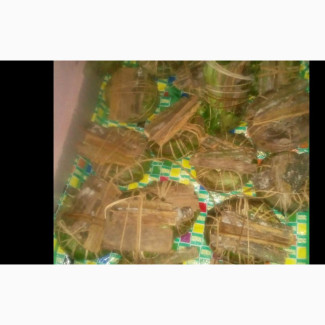 Flat Tummy With Aju Mbaise In Gbagada Lagos