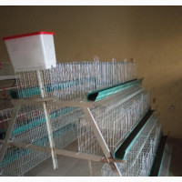 Cold Dipped Galvanized Cage