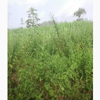 30 Plots of Land Available for Sale
