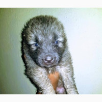 Cute Female Mixed Breed Caucasian Shepherd - 1-3 months old