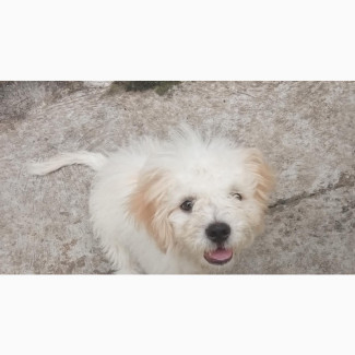 3-6 months Male Mixed Breed Maltese