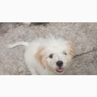 3-6 months Male Mixed Breed Maltese
