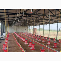 Poultry Drinkers and Feeders