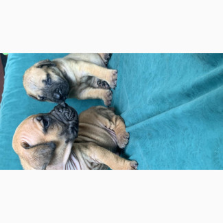 Male Boerboel Puppy Available in Ikorodu