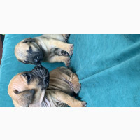 Male Boerboel Puppy Available in Ikorodu