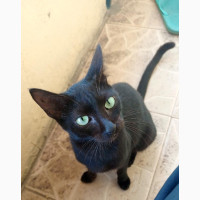1+ year Male Purebred Bombay