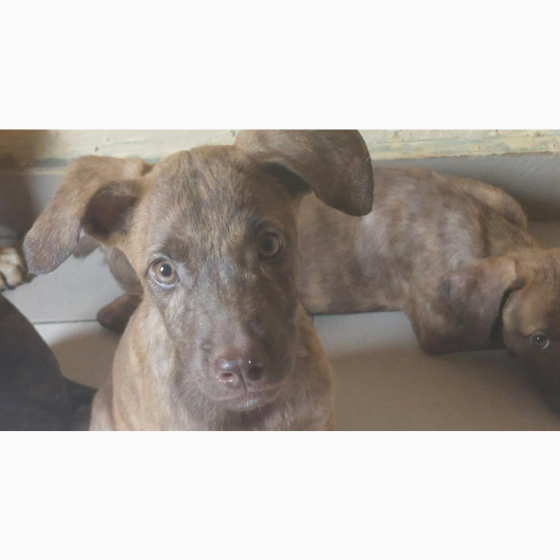 Фото 1/1. Female Purebred Boerboel Puppy - 1-3 Months Old