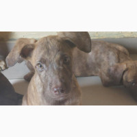 Female Purebred Boerboel Puppy - 1-3 Months Old