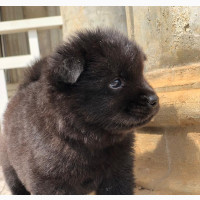 Male Purebred Chow Chow Available for Sale