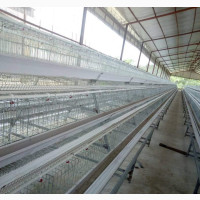 Galvanised Used Battery Cages for Sale - Affordable Price