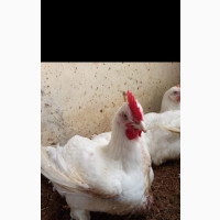 Mature Broiler Chickens - Male and Female Available