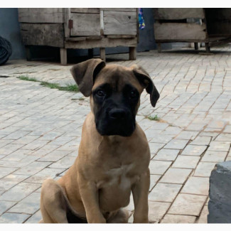 Female Purebred Boerboel Puppies for Sale in IB