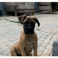 Female Purebred Boerboel Puppies for Sale in IB
