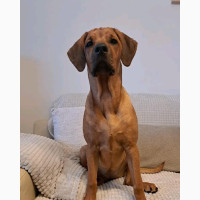 6-12 months Female Purebred Rhodesian Ridgeback