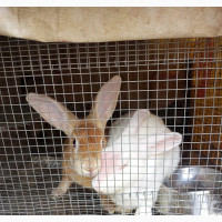 Rabbit Male and Female for Sale