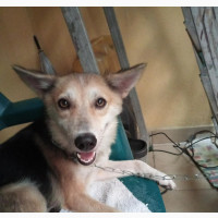 Female Mixed Breed Dog for Sale