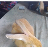 Palomino Pure Breed Rabbits Available for Sale