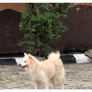 Purebred American Eskimo Female Available for Adoption