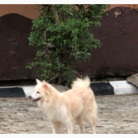 Purebred American Eskimo Female Available for Adoption